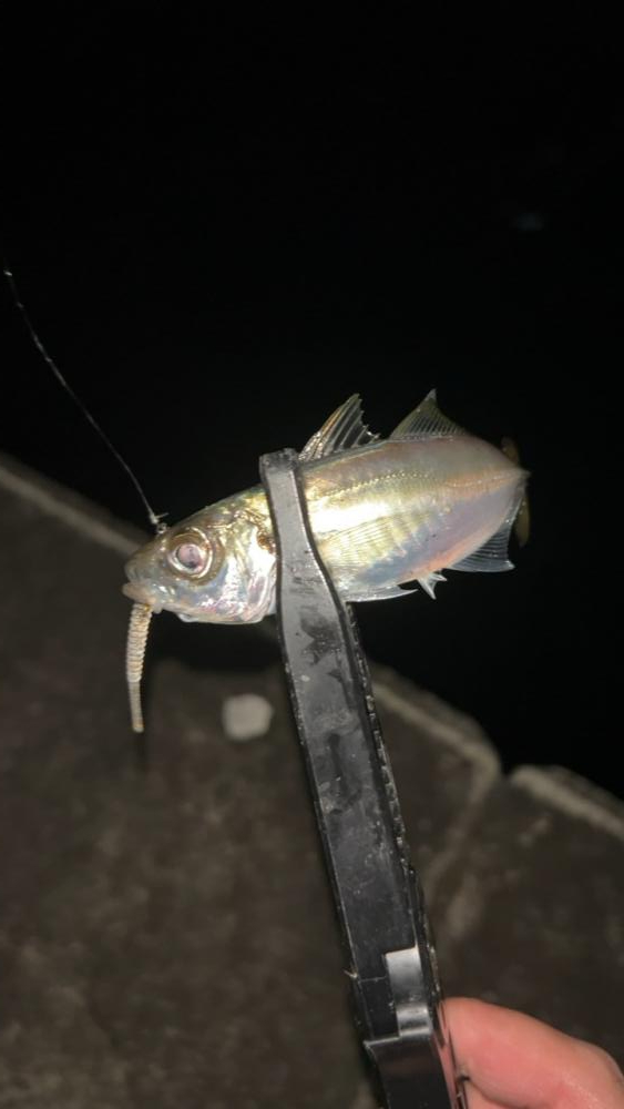 2日連チャン釣行でまた五目釣り♪