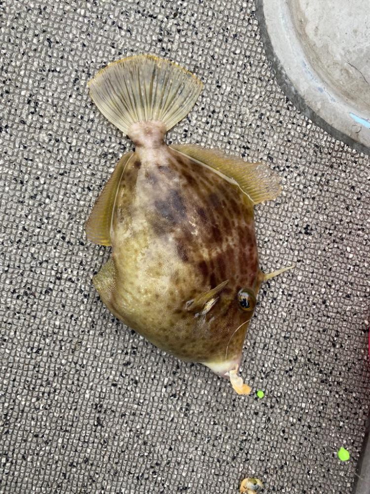 船で尺ハゲゲット！