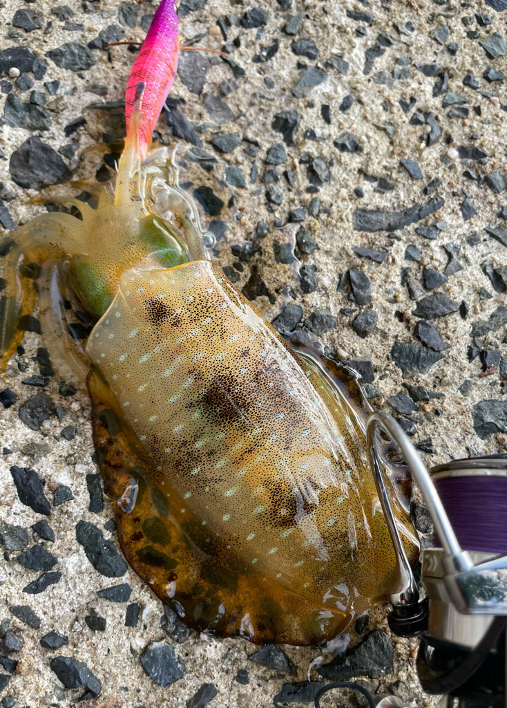 週末エギング！