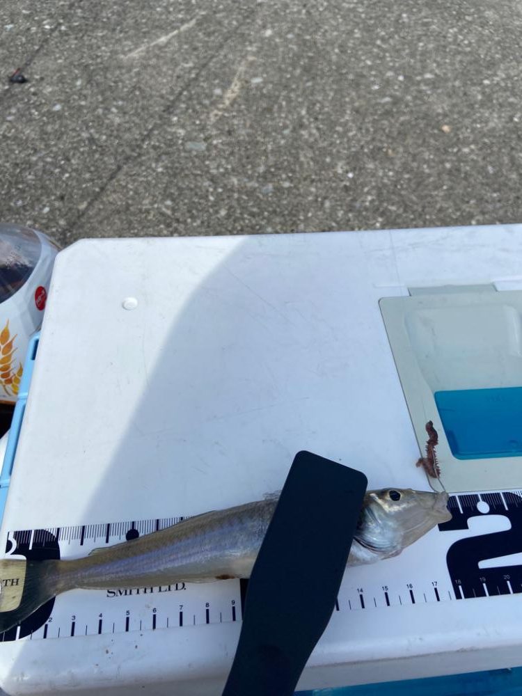 ちょい投げシロギスタのちょいツーリングDAY