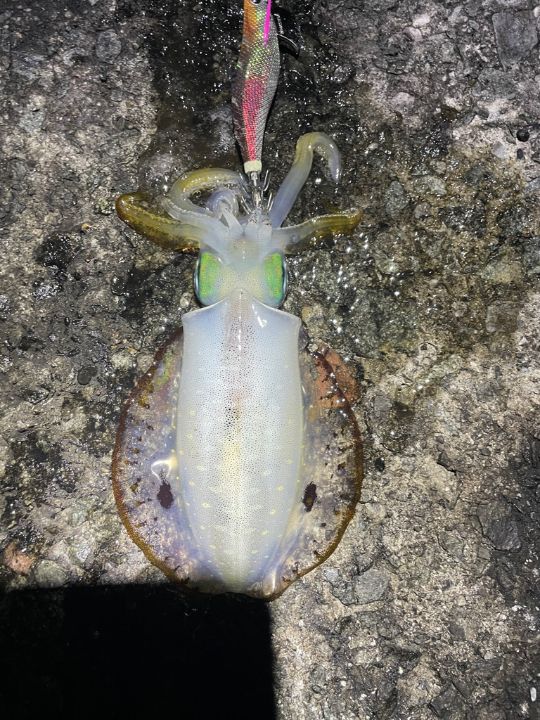 2023 佐渡ヶ島エギング 39回目【10月25日】