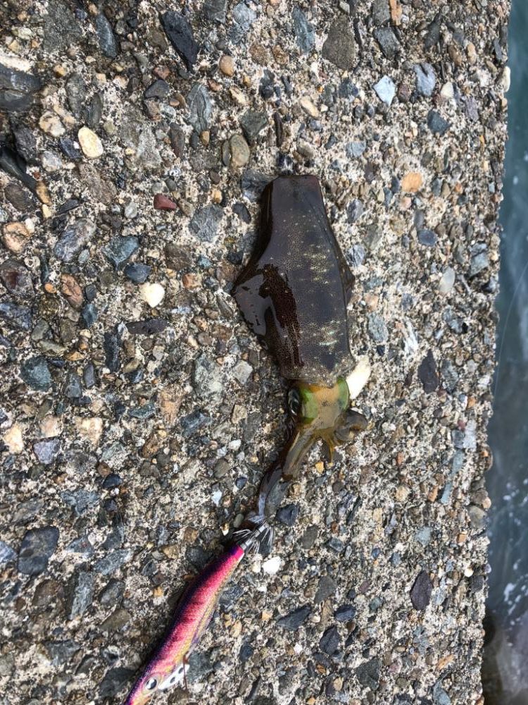 【舞鶴〜丹後エリア】デイエギング