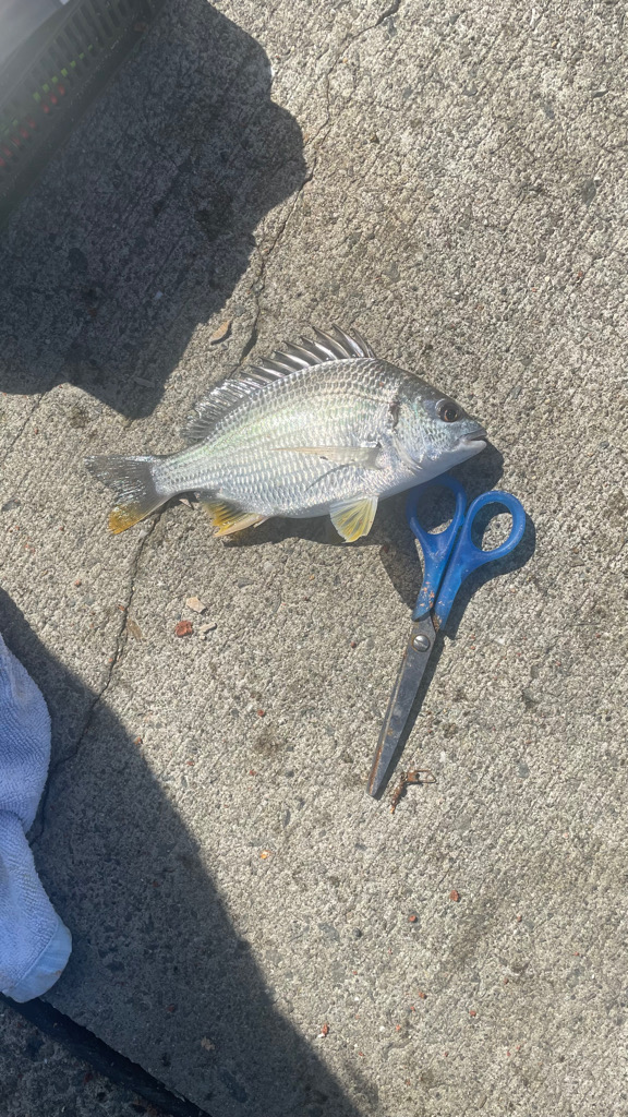 この時期 厳しい波止フカセ