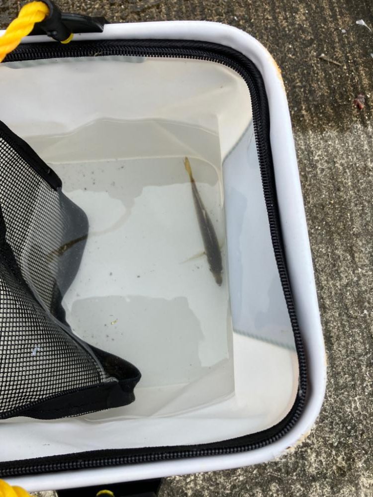 タチウオ釣れず