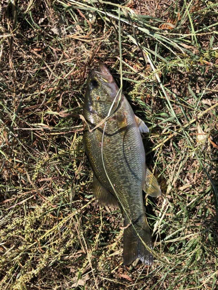 小バスのあたりのみ