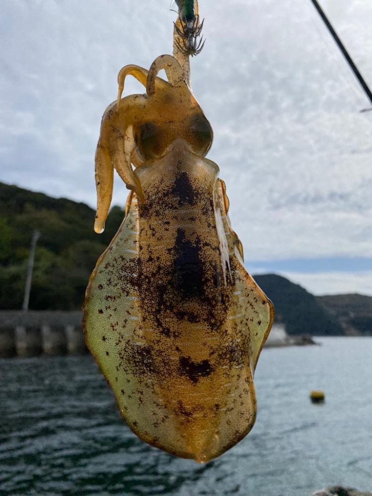 大分初エギング数釣り