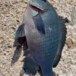 カワハギの肝和えが食べたくて