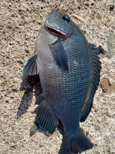 カワハギの肝和えが食べたくて