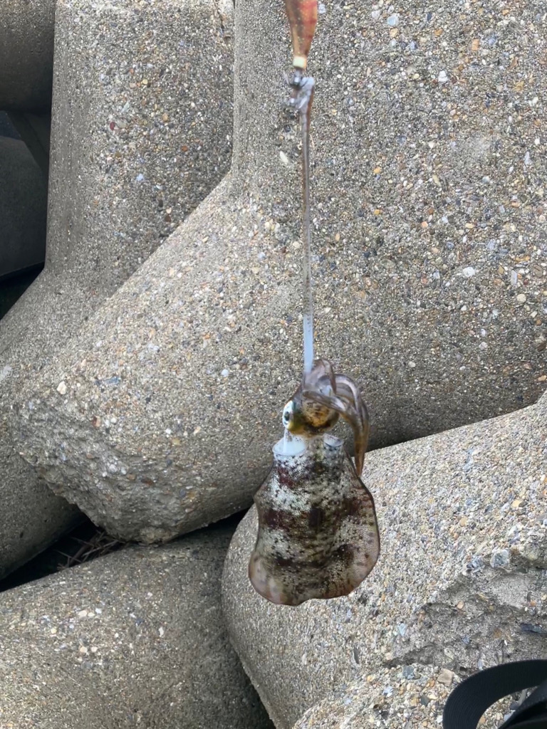 出勤前約1時間のデイエギング(^^)