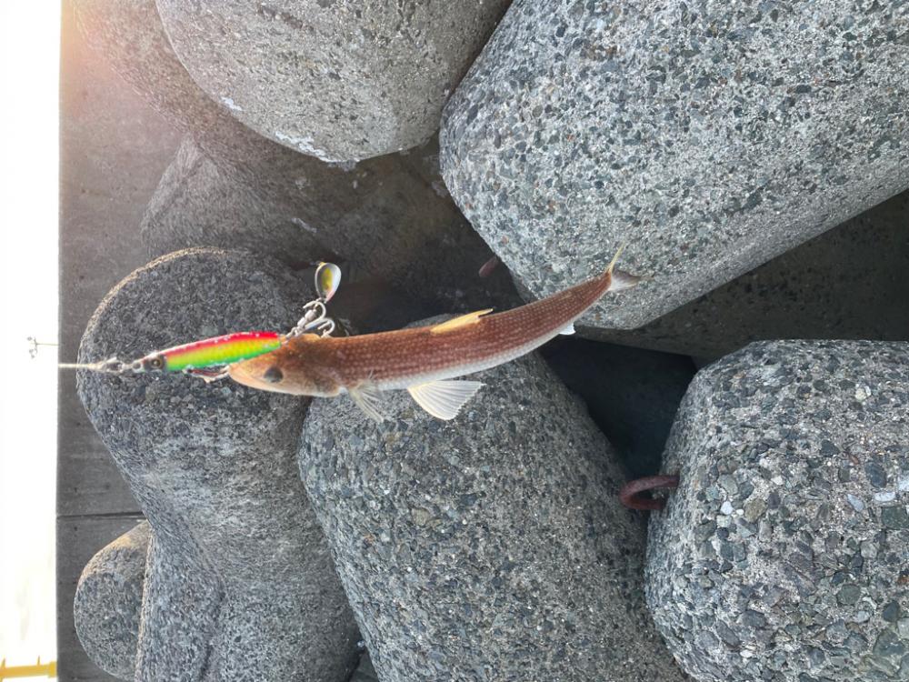 人工島で釣り