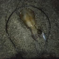 念願のアオリイカ