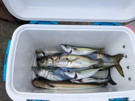 yellow tailは釣れずも魚種多彩！…