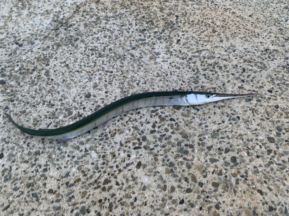 朝マヅメシーバス、青物狙い