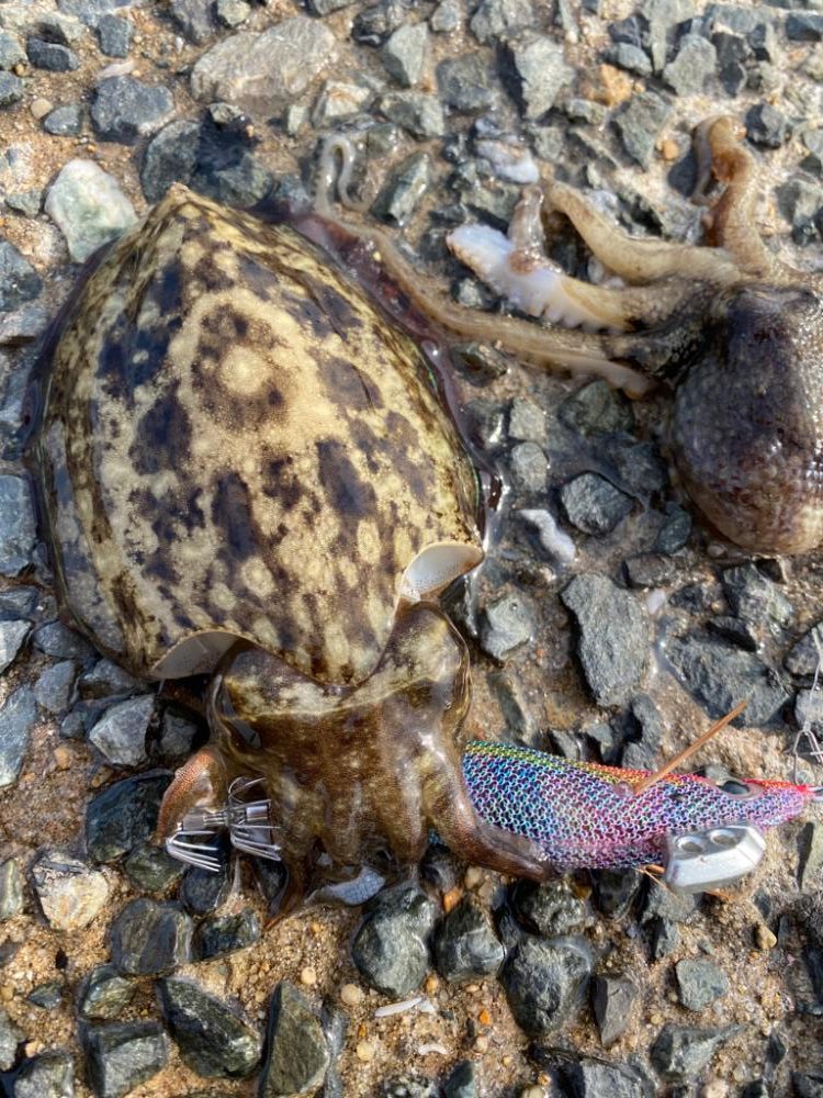 コウイカとイイダコばかり