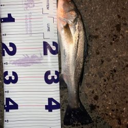 ミルクティー色の川で群れに遭遇