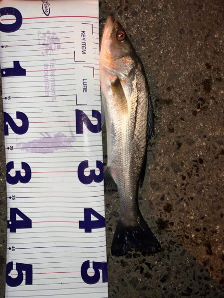 ミルクティー色の川で群れに遭遇