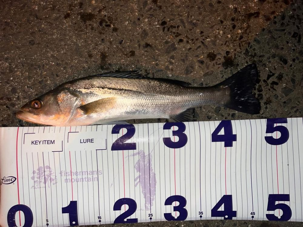 ミルクティー色の川で群れに遭遇