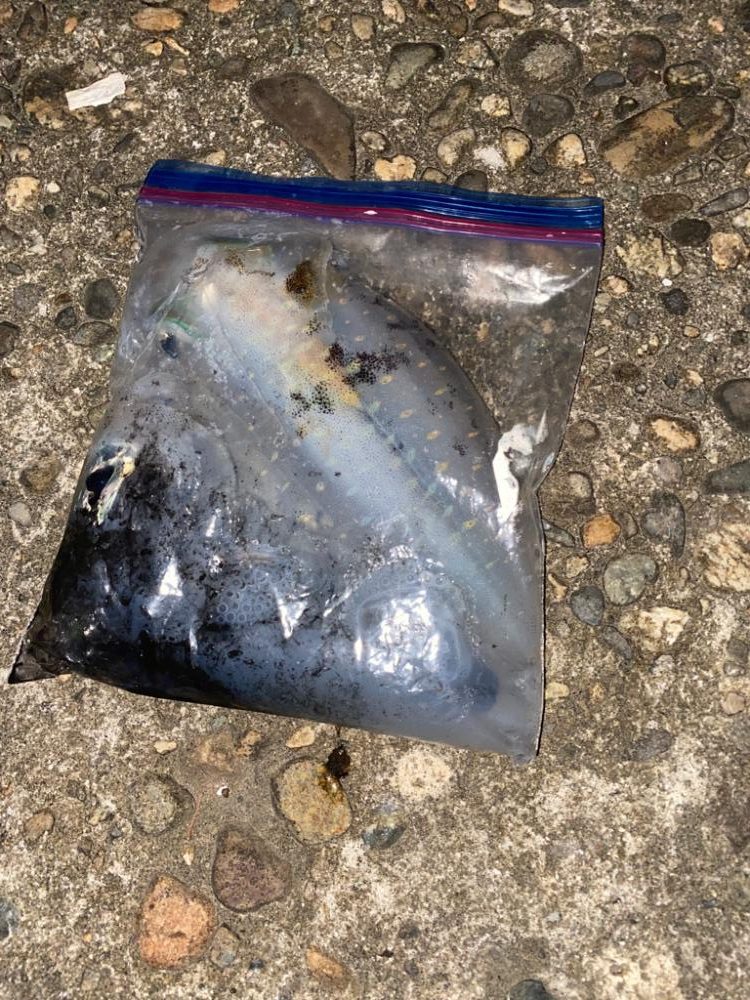 今シーズン初20cm