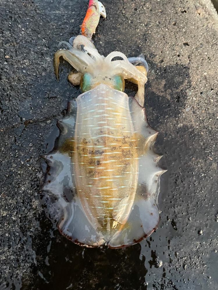 2023 佐渡ヶ島エギング 25回目【10月8日】