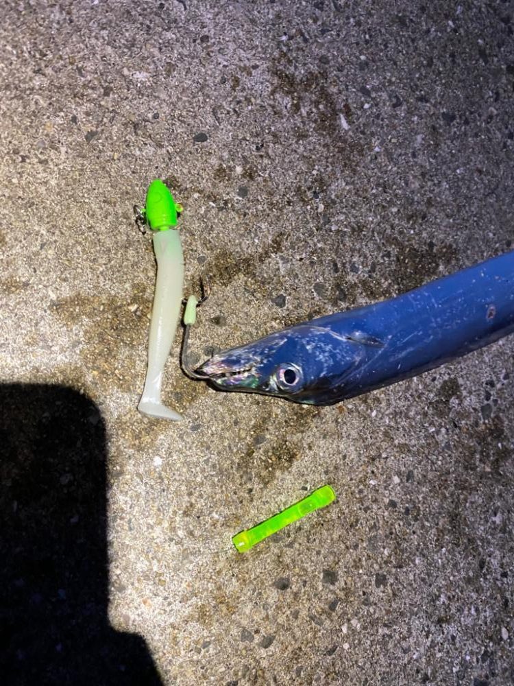 今年初の太刀魚