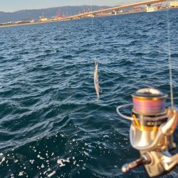 久しぶりの青物