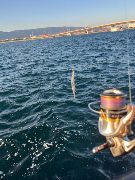 久しぶりの青物