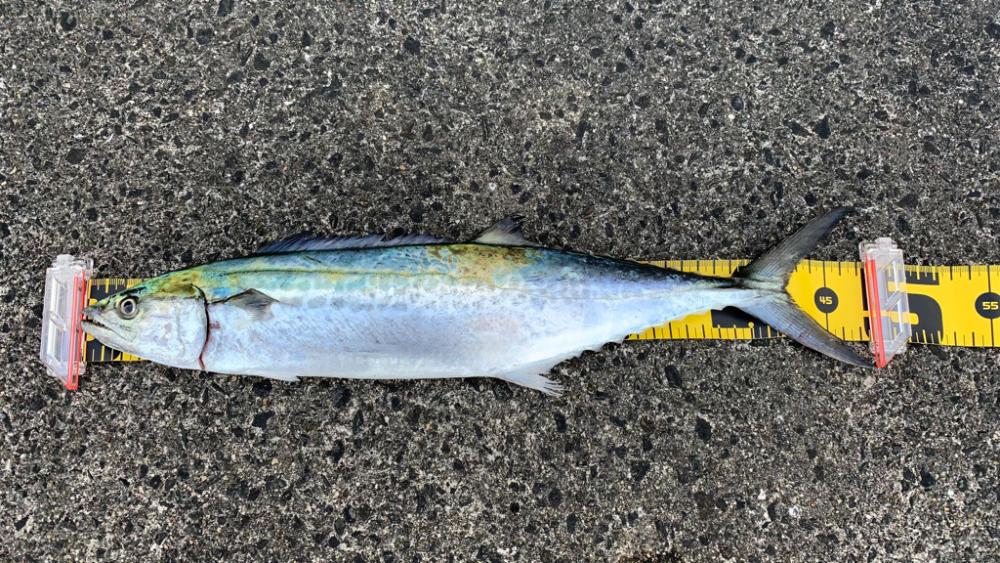 サゴりました。