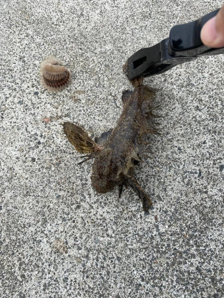 五目釣りチャレンジ