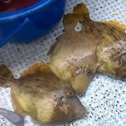 カワハギ渋かった