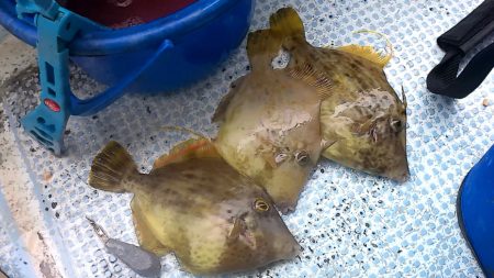 カワハギ渋かった