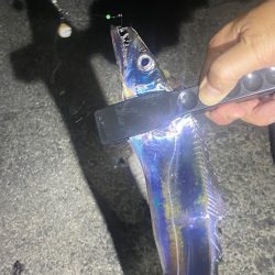 アジングでタチウオ