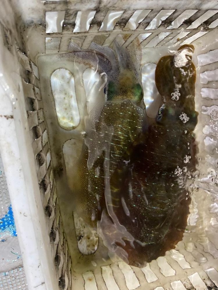 ナイトティップラン