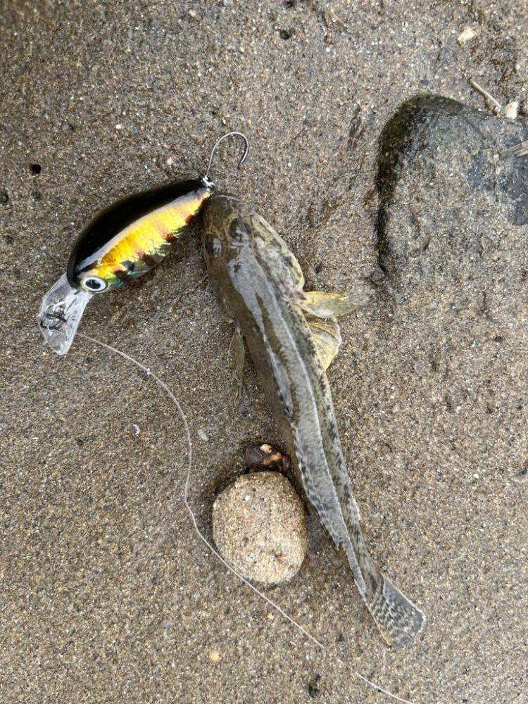 ハゼクランク！