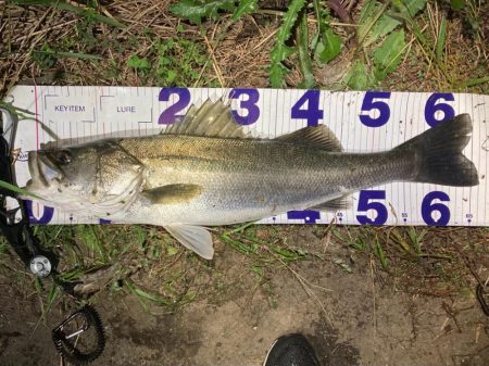 シーバスフィッシング