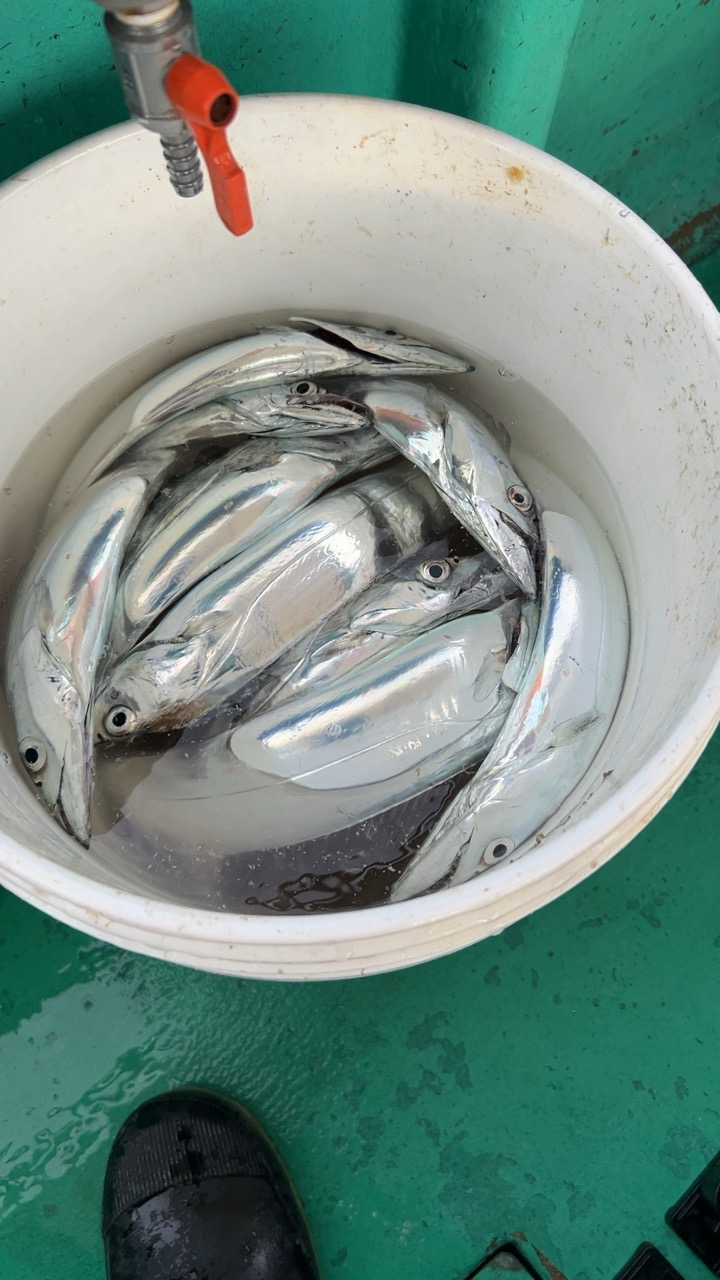 初めての船タチウオ