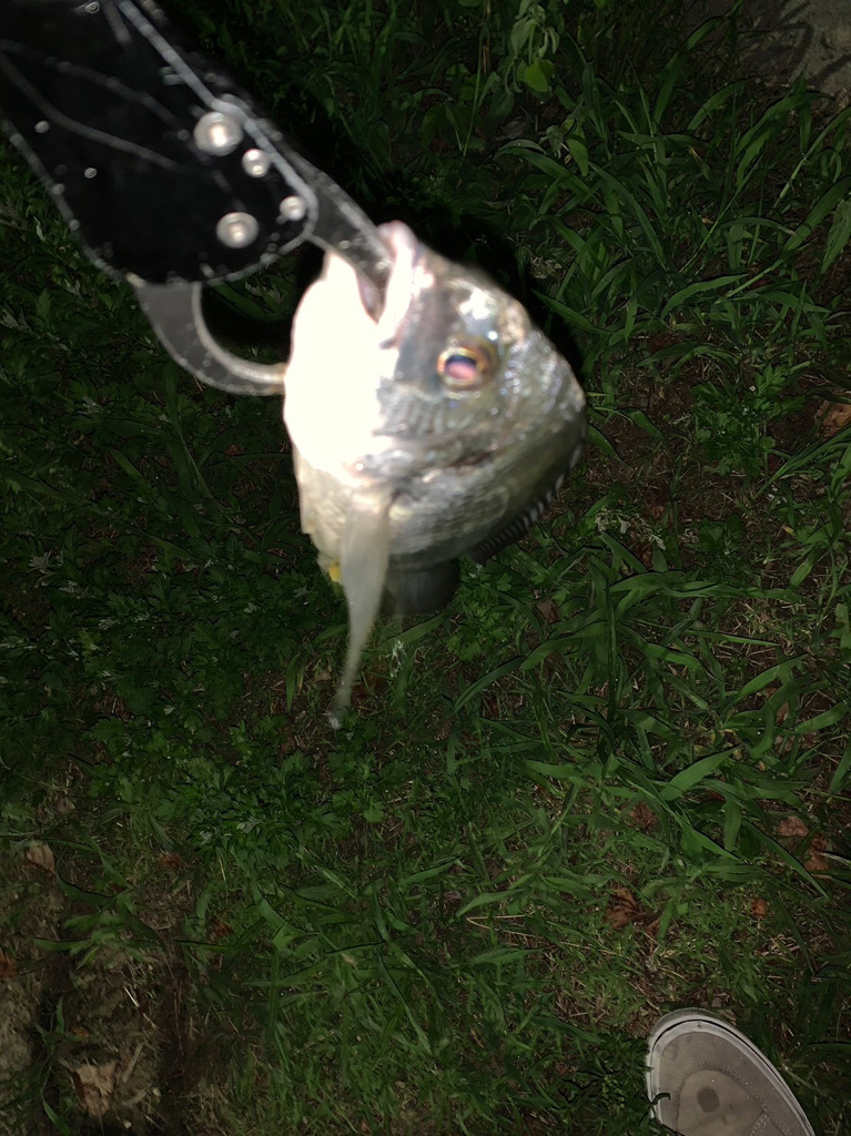 淀川のチニング