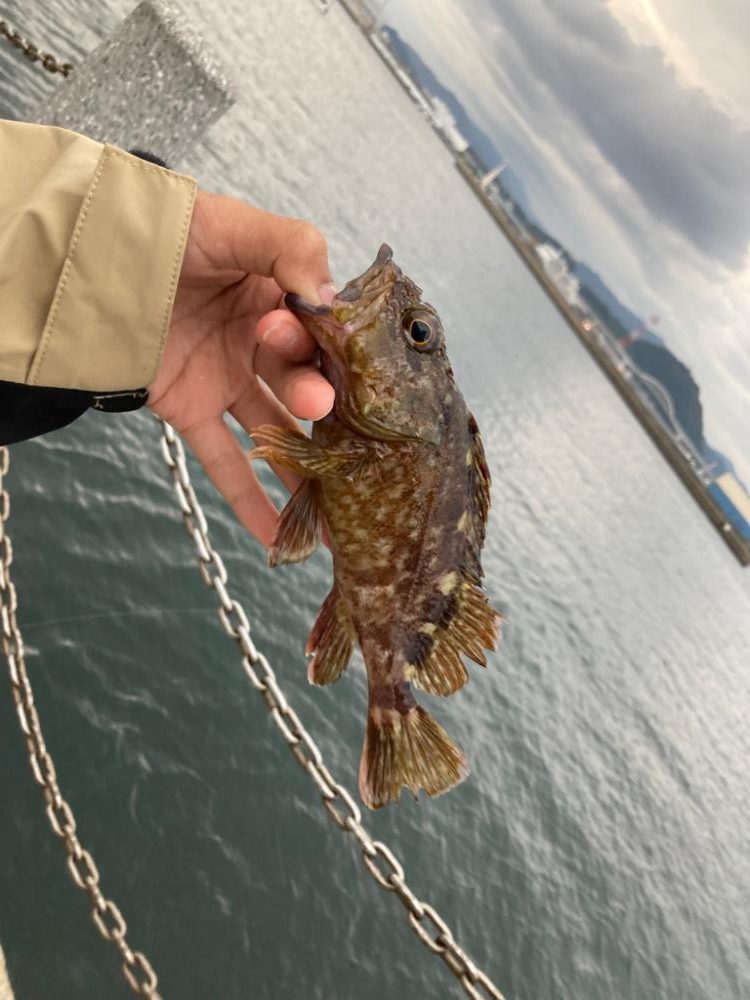 カサゴ絶好調！