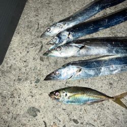 タチウオ電気ウキ釣り