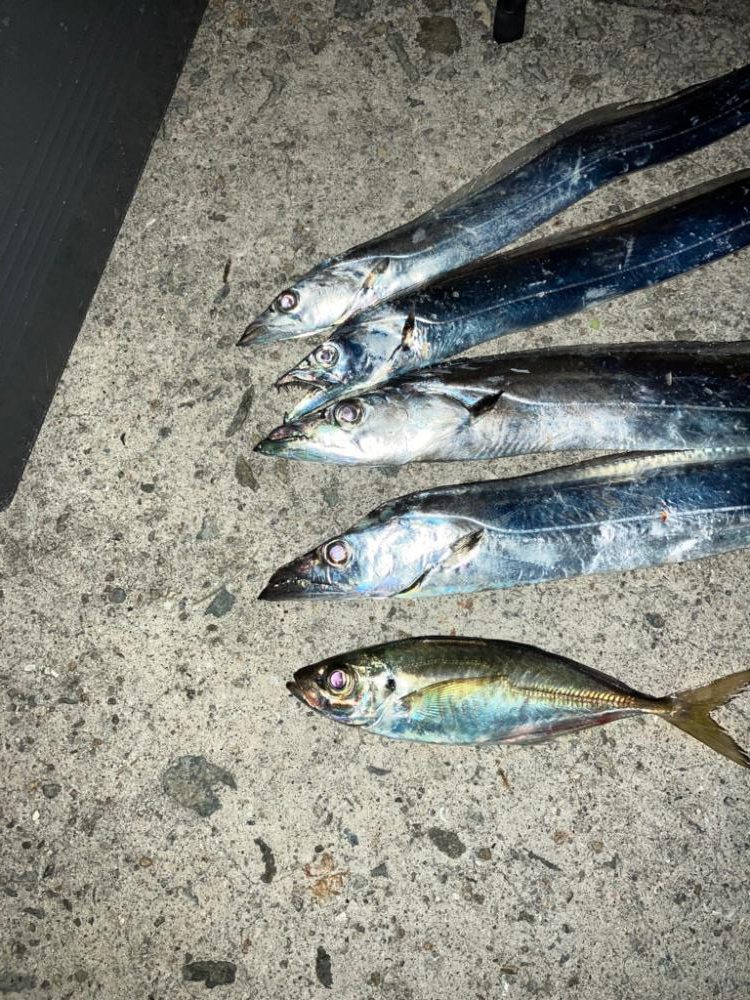 タチウオ電気ウキ釣り