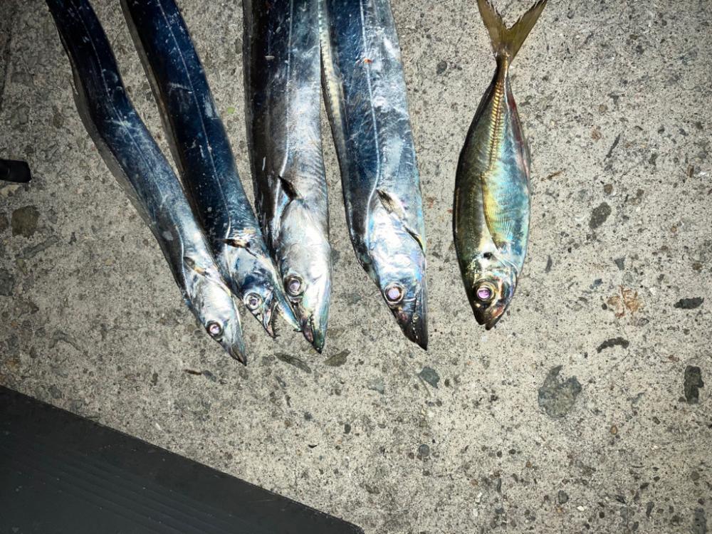 タチウオ電気ウキ釣り