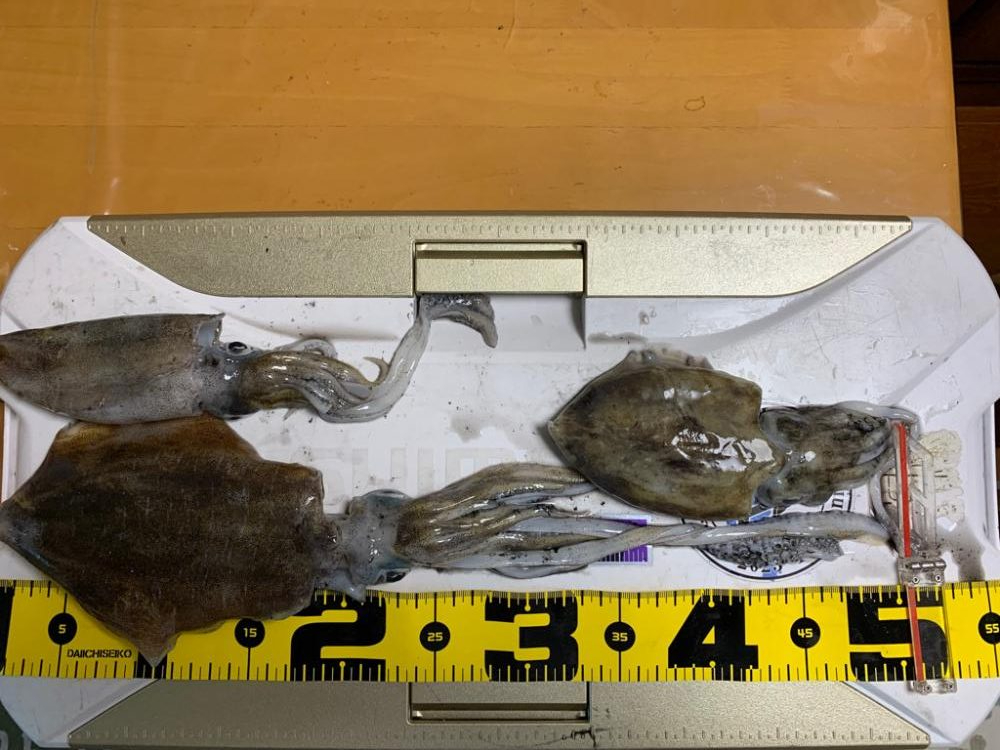 初アオリ・カワハギリレー船〜盛和丸〜