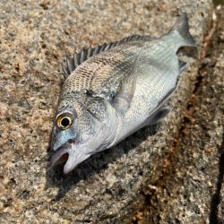 牛窓 チヌ 激シブ!?