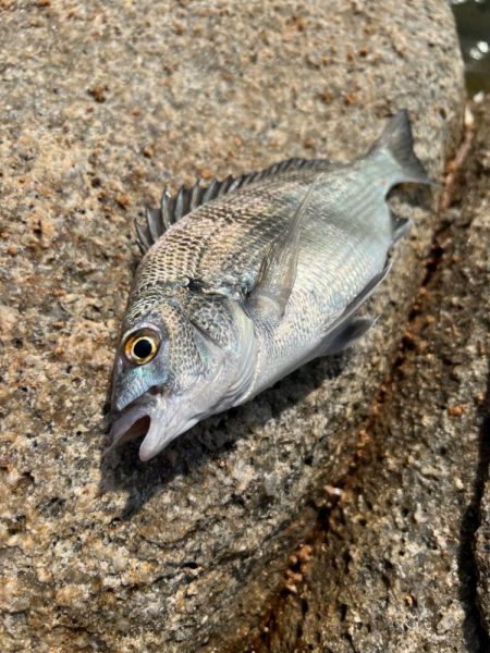 牛窓 チヌ 激シブ!?