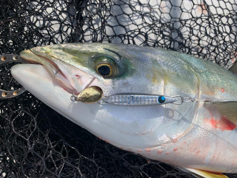 ブレードジギング