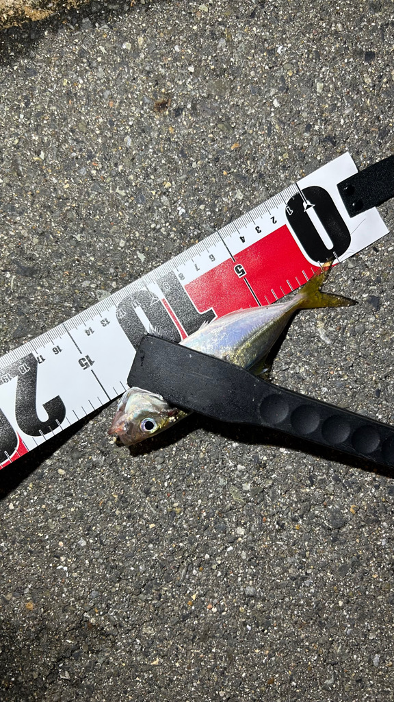 雨の止み間のアジング