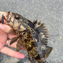 秋のライトゲーム