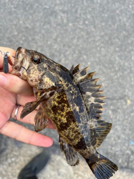 秋のライトゲーム