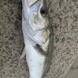 アオモノツリタイ