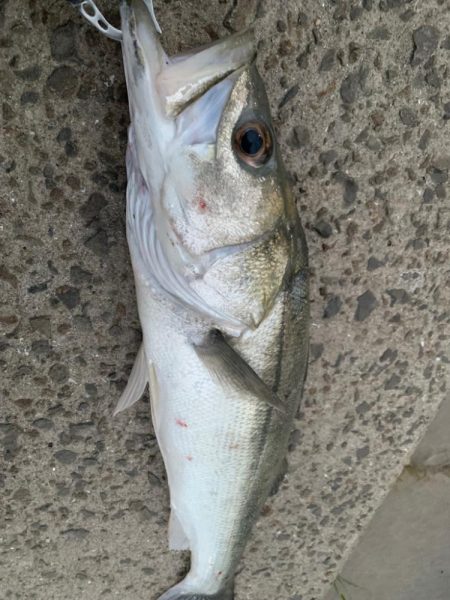 アオモノツリタイ