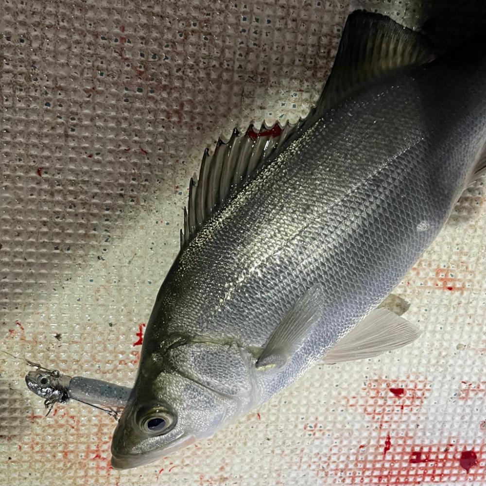 ボートシーバス